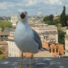 la mouette du Palatin qui gueule ! 