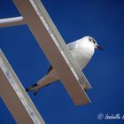 La mouette du printemps...