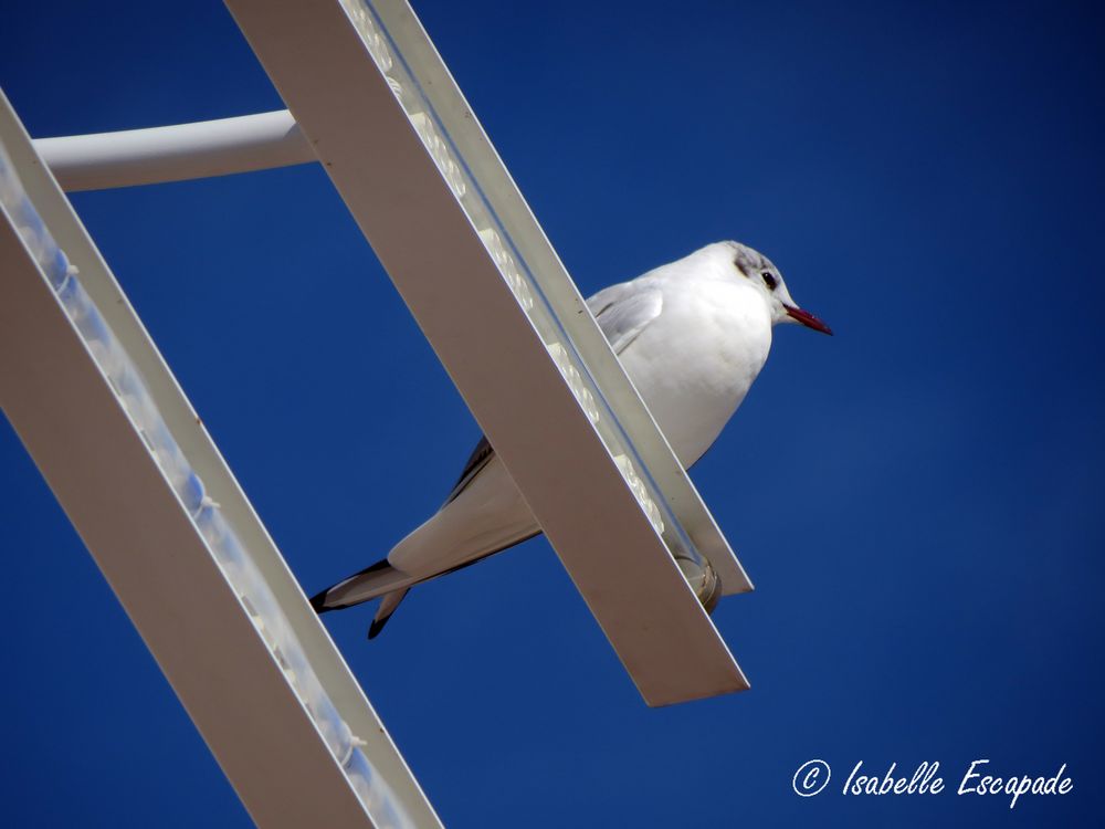 La mouette du printemps...