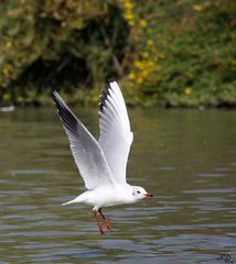 La Mouette