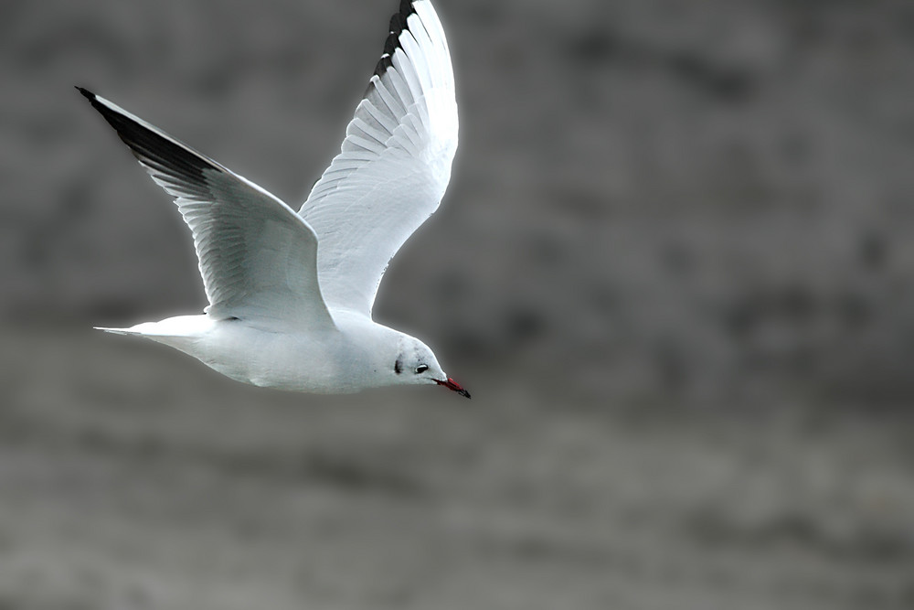 la mouette