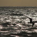 La mouette en décembre