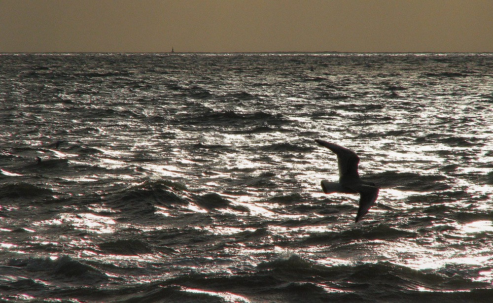 La mouette en décembre