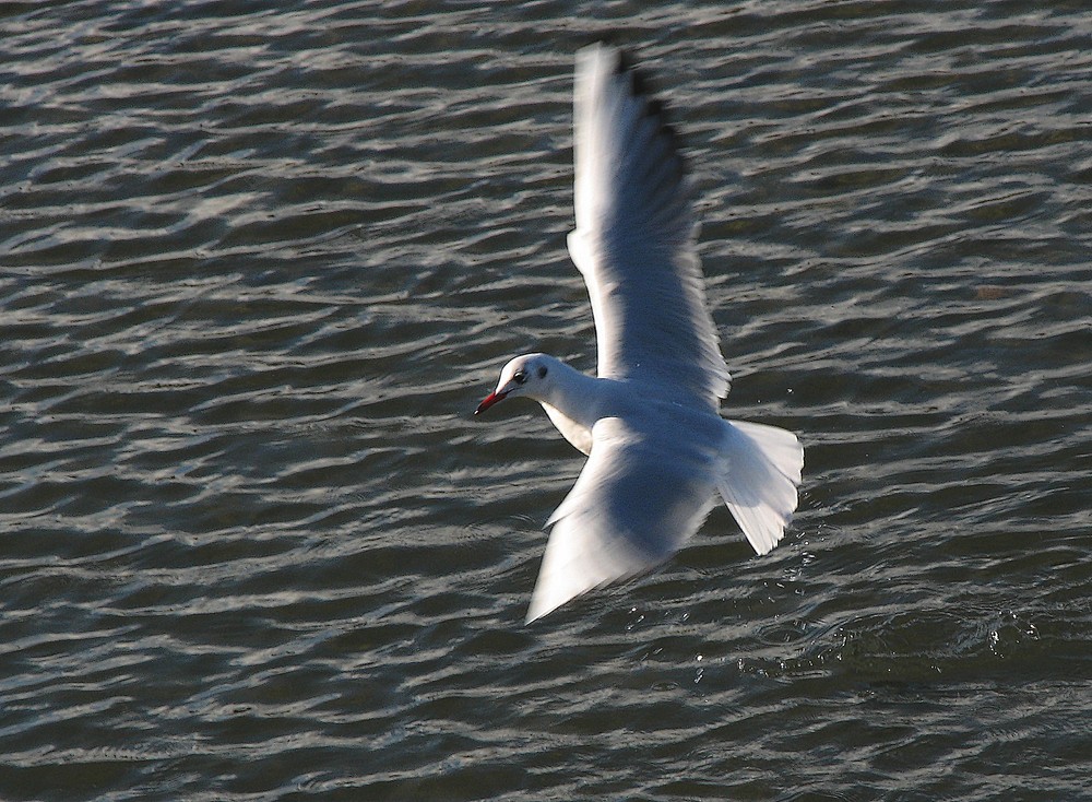 La mouette en pêche