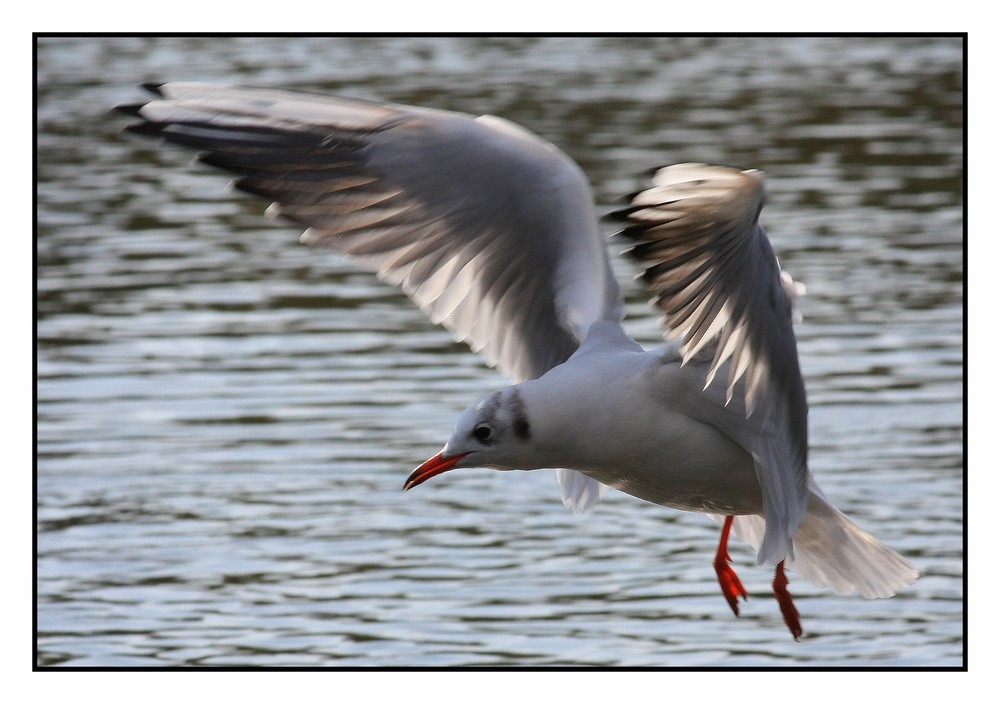 " La mouette en pétard !!! "