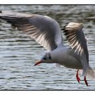 " La mouette en pétard !!! "