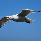 la mouette en plein vol