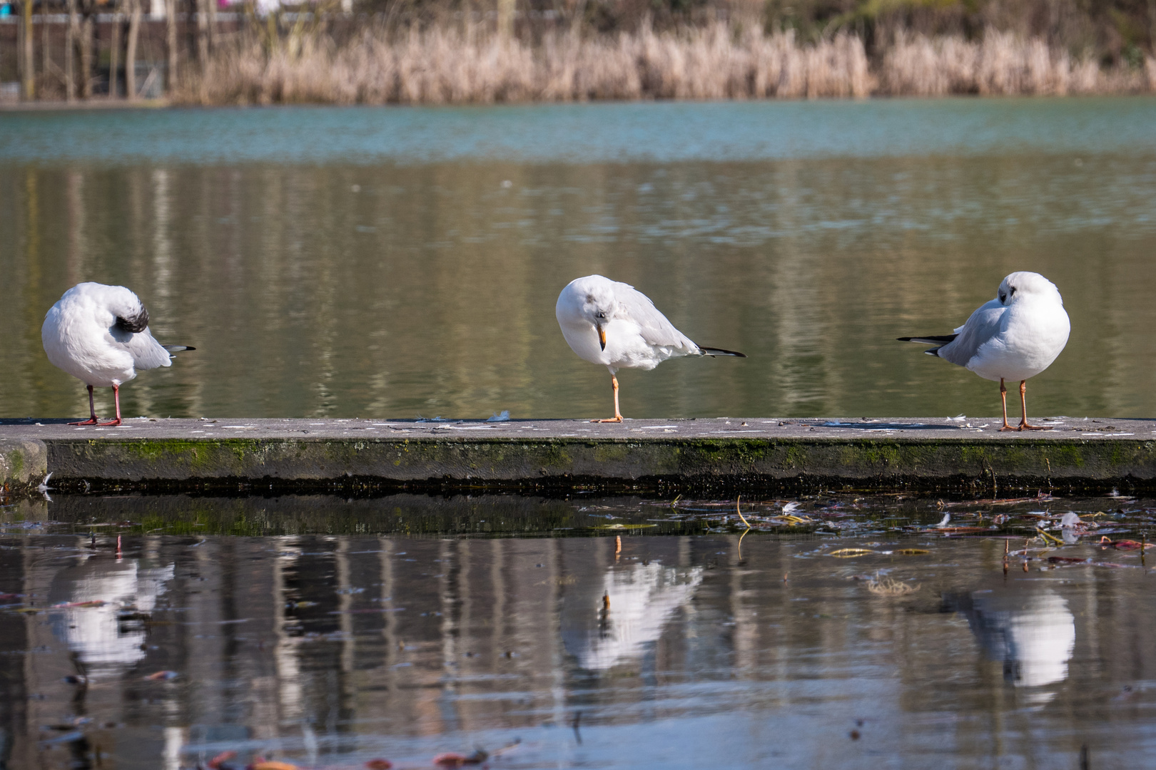 La mouette équilibriste