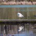 La mouette équilibriste