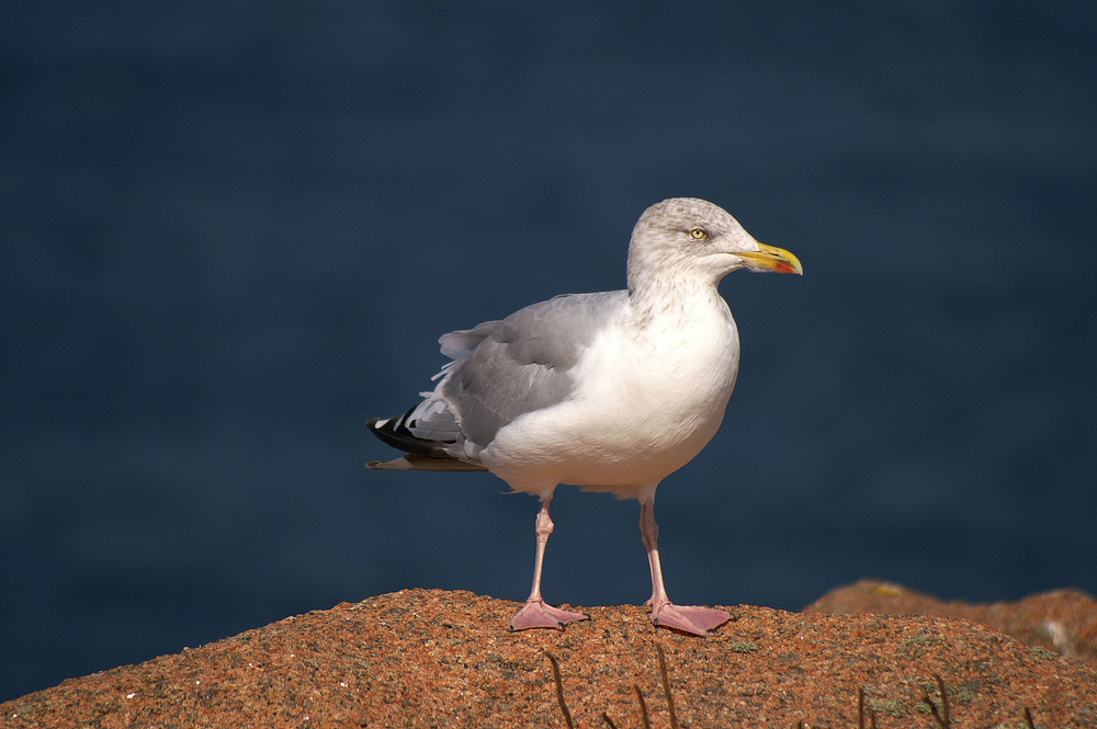 la mouette II