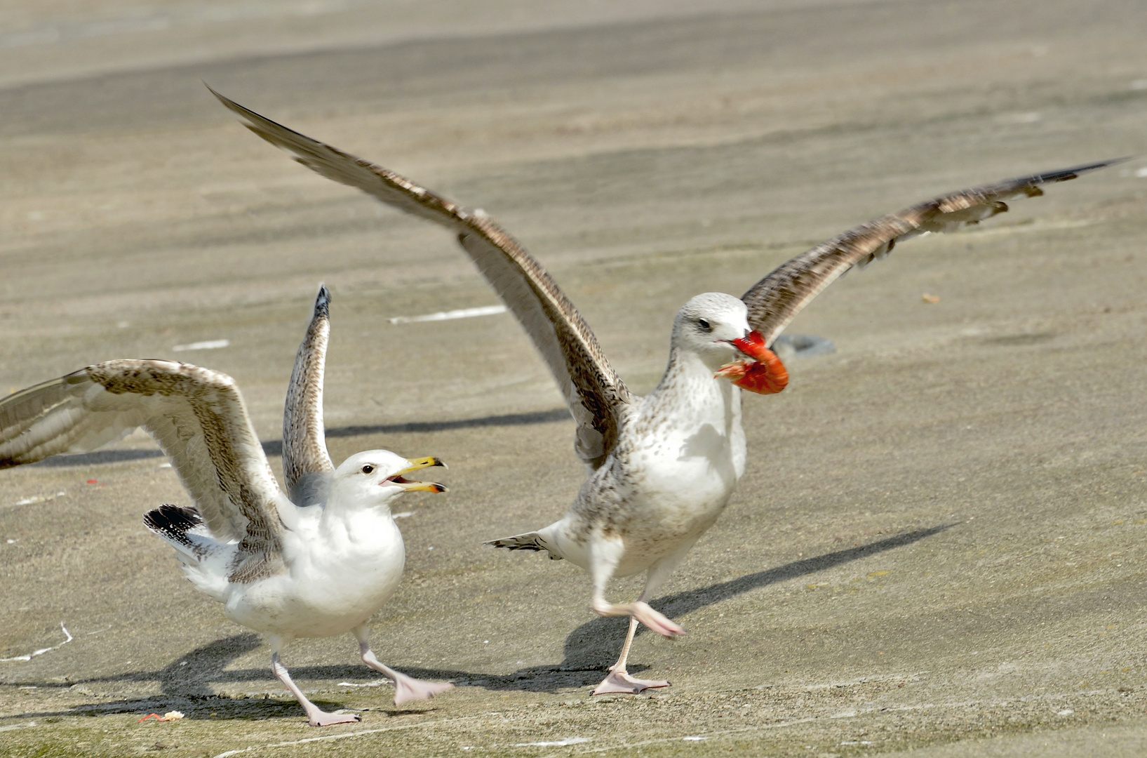 la mouette n'est pas préteuse