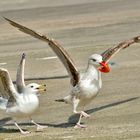 la mouette n'est pas préteuse