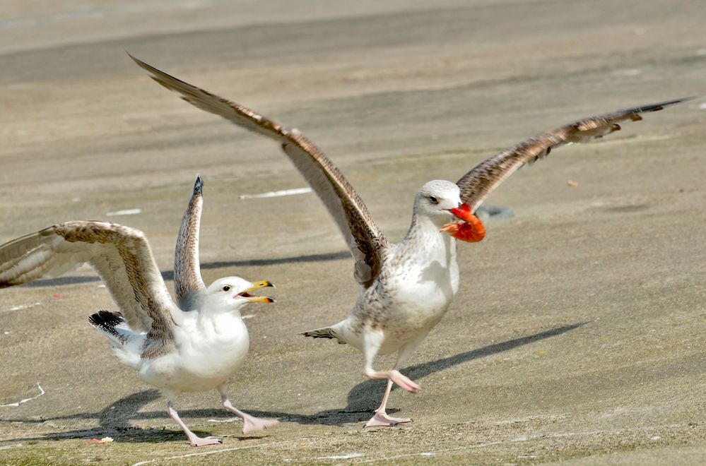 la mouette n'est pas préteuse