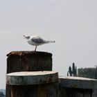 La mouette qui chante