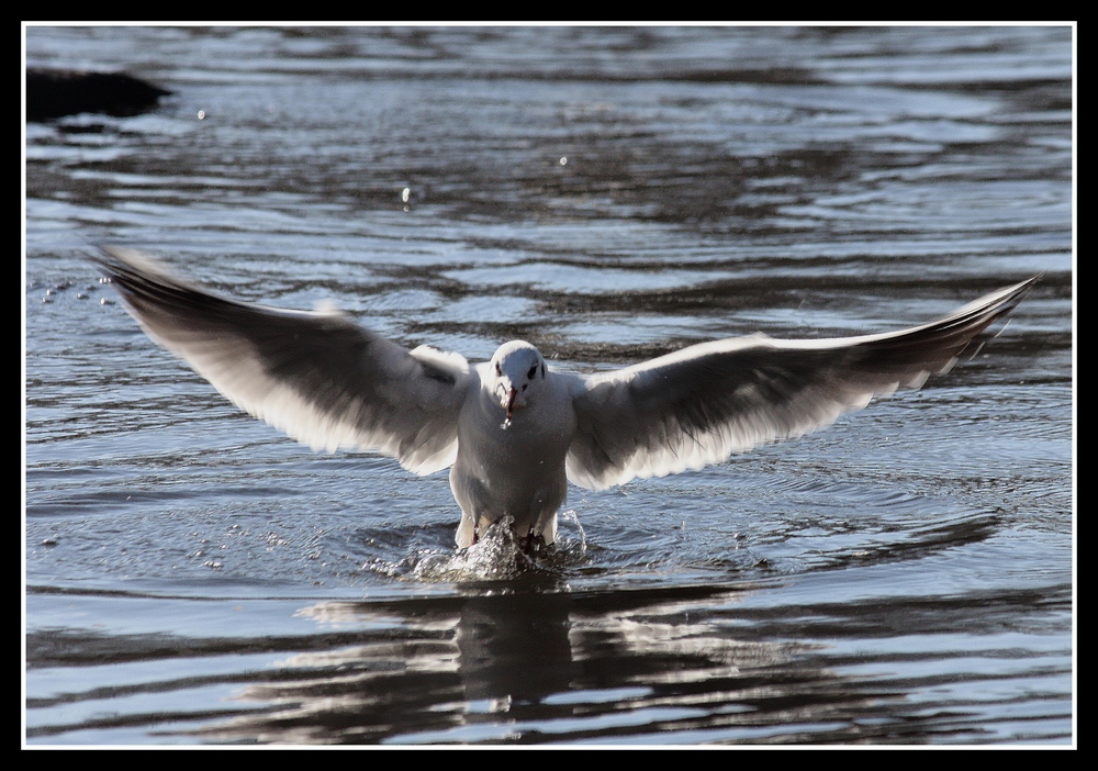 " La mouette qui décolle "