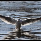 " La mouette qui décolle "