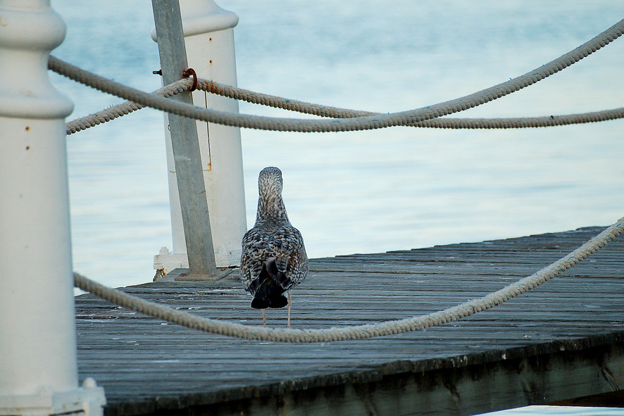 La mouette qui regarde la mer...