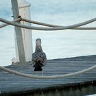 La mouette qui regarde la mer...