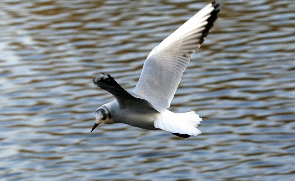 La mouette rieuse