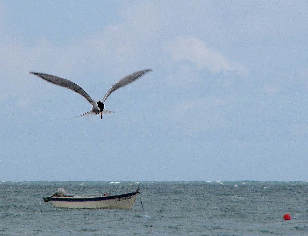 La mouette rieuse