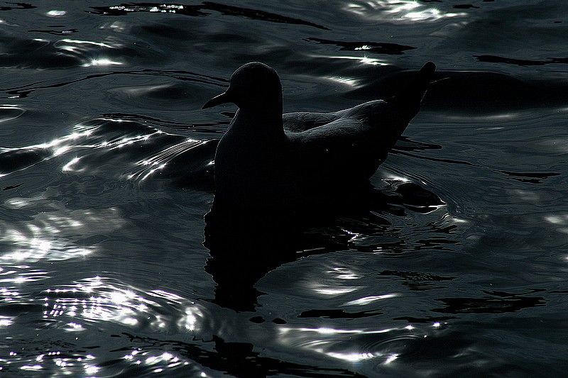 La mouette rieuse à contre jour