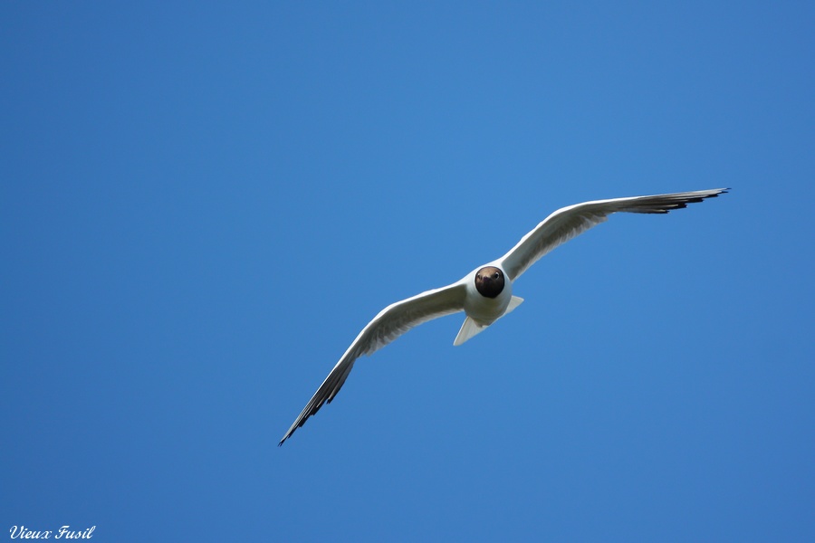 La Mouette rieuse