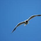 La Mouette rieuse