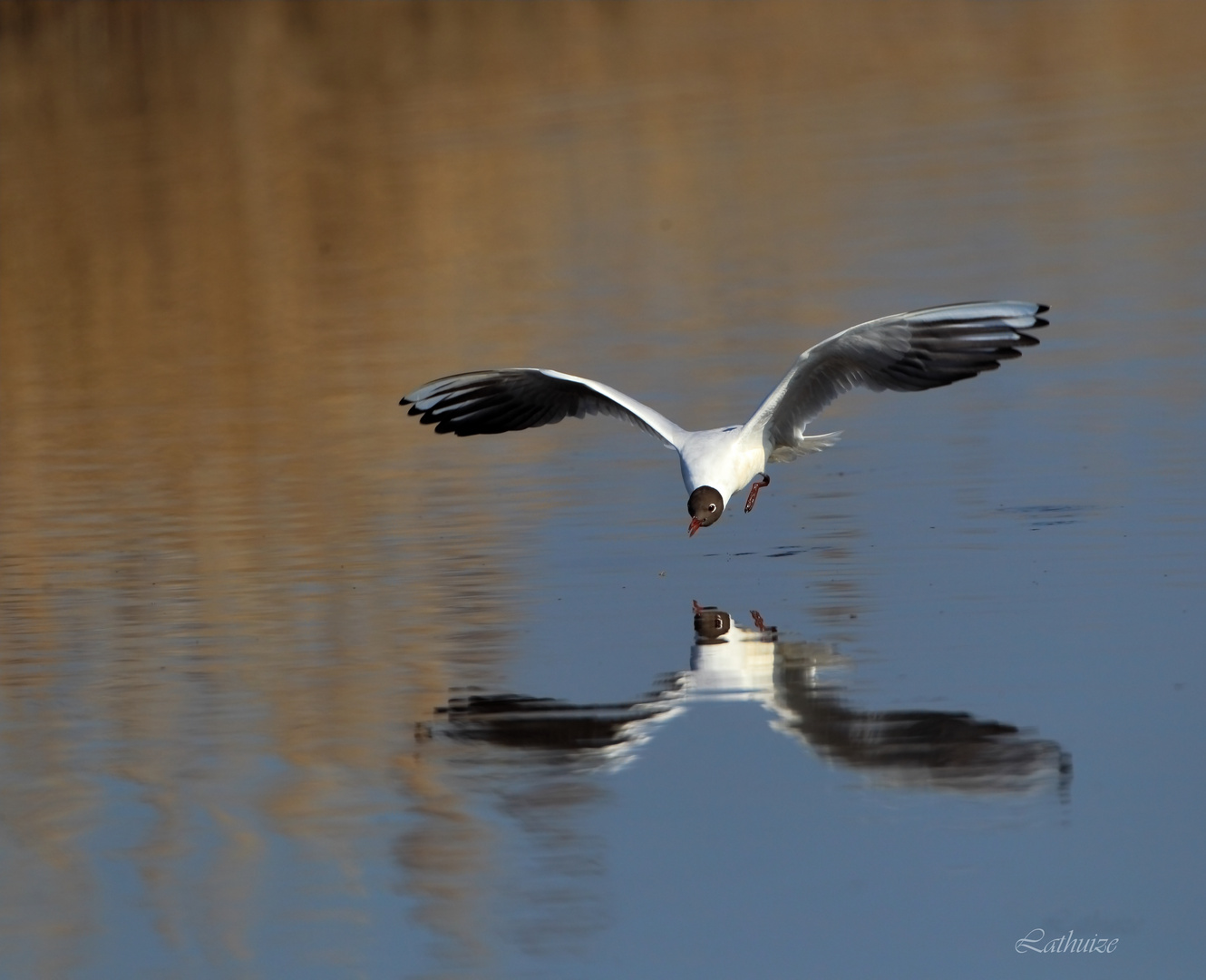 La mouette rieuse chasse.