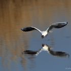 La mouette rieuse chasse.