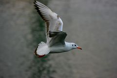 La mouette  rieuse....