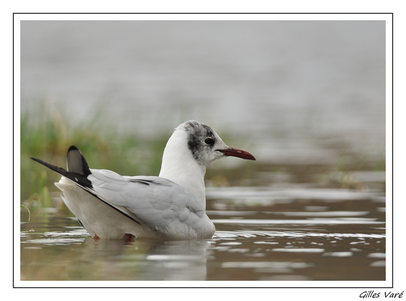 La Mouette Rieuse