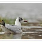 La Mouette Rieuse