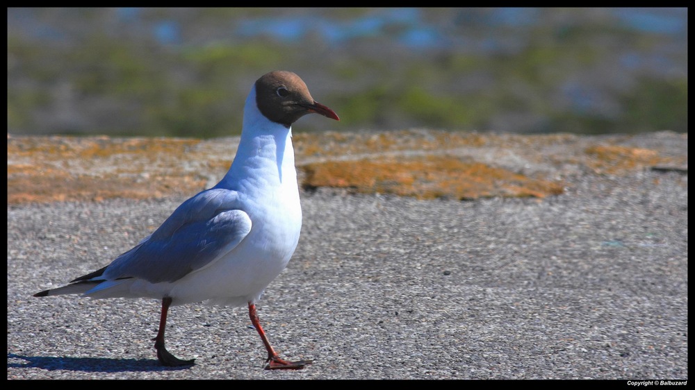 " La mouette rieuse qui roule sa caisse hi hi !! "