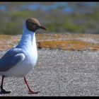 " La mouette rieuse qui roule sa caisse hi hi !! "