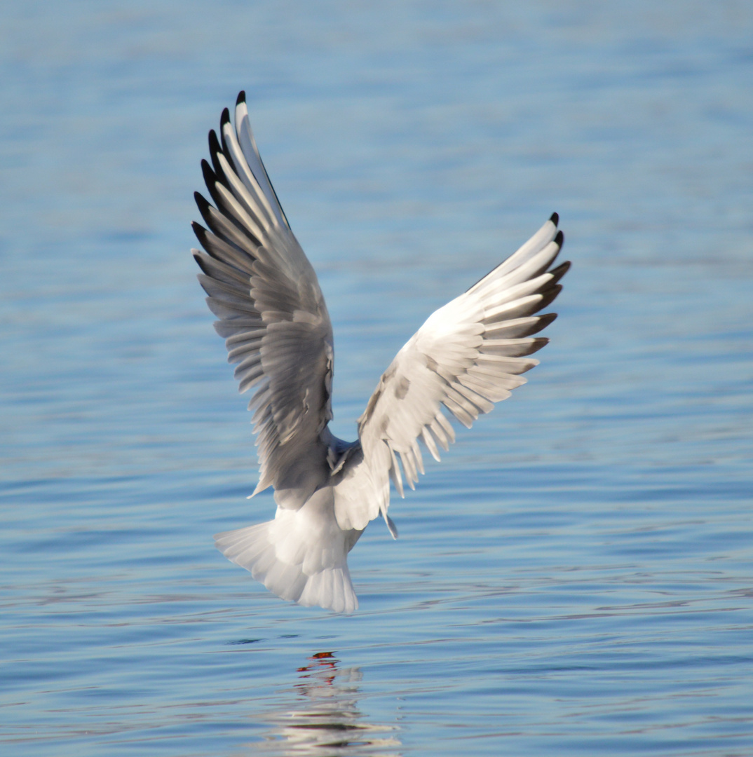 la mouette royal