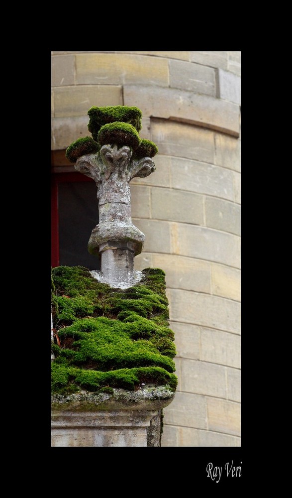 la mousse sur la pierre