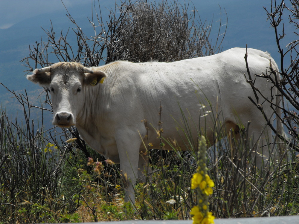 La mucca Margherita...