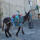 La mule était chargée !!!!!