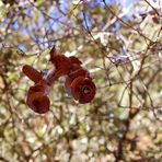 LA MUSSARA, BOSQUE DE CAMPANILLAS