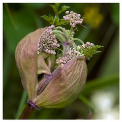 La naissance de la fleur d'Angélique