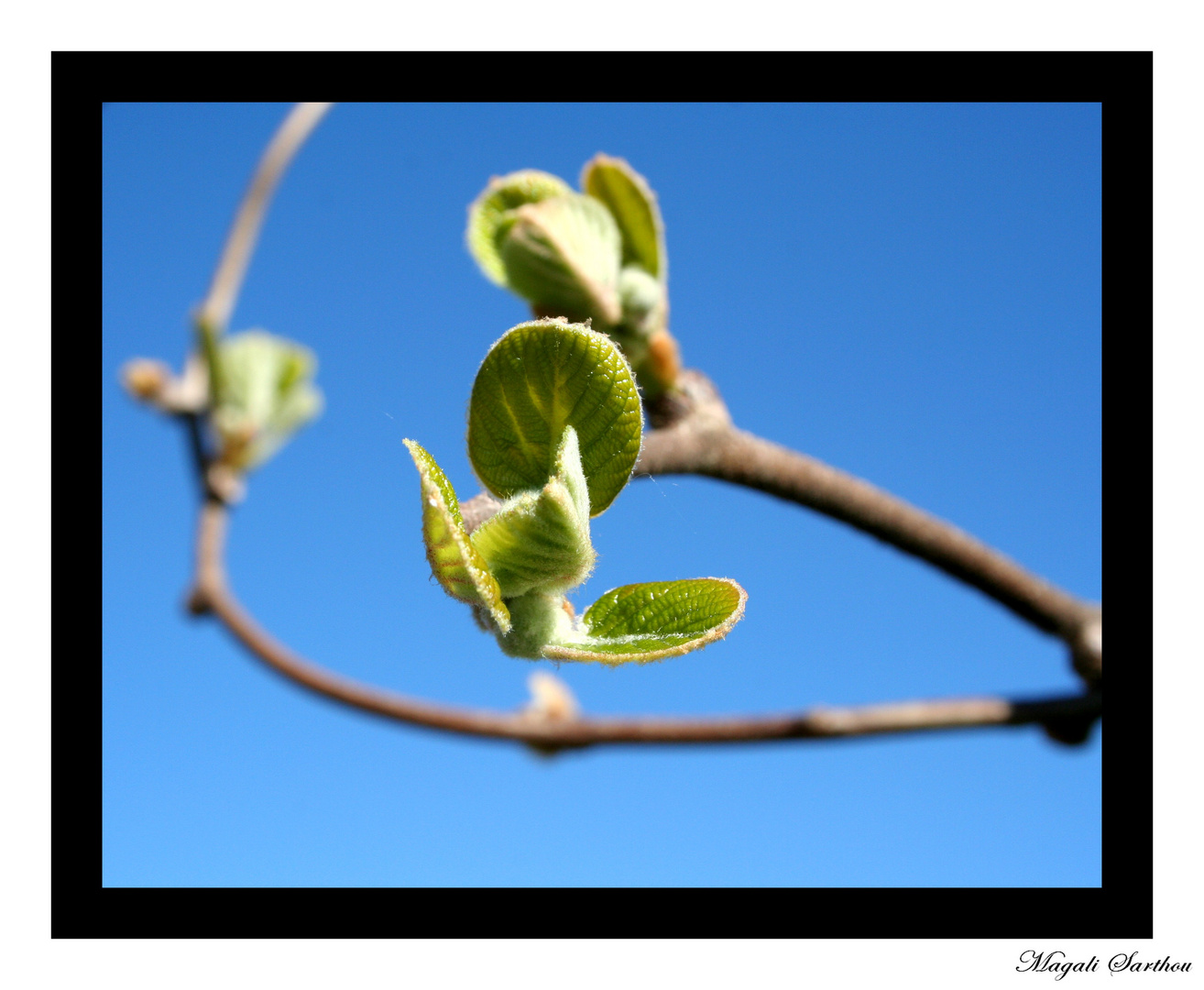 La naissance des feuilles........