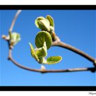 La naissance des feuilles........