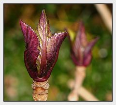 " La naissance du printemps hier en fin de journée "