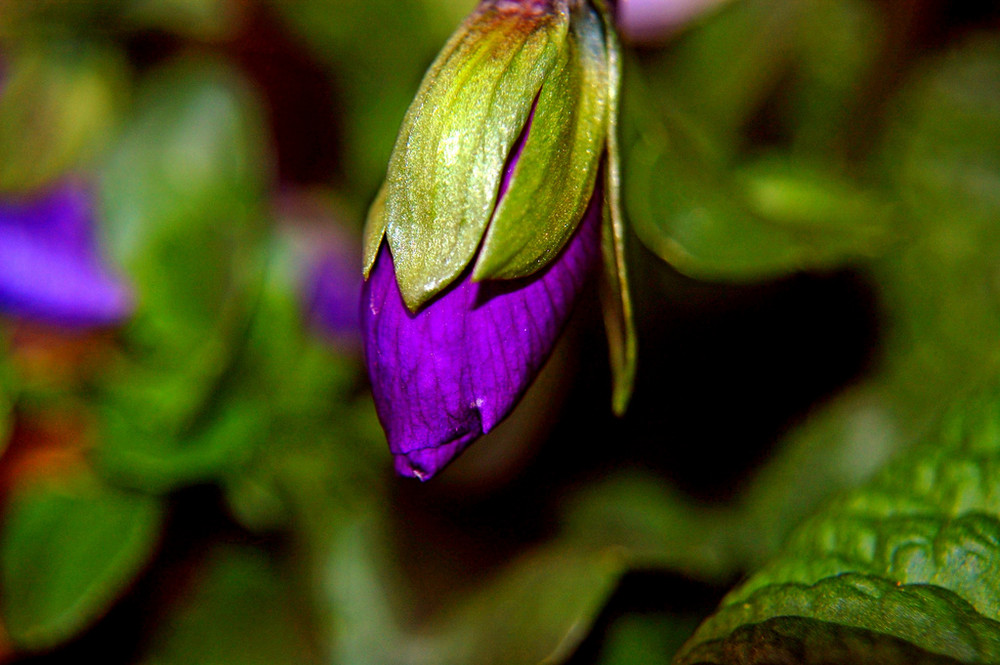 la nascita di un fiore