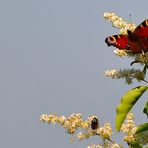 La natura... a tutti offre sempre qualcosa per vivere