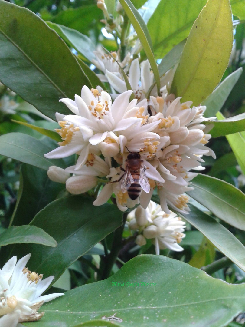 La natura dona...