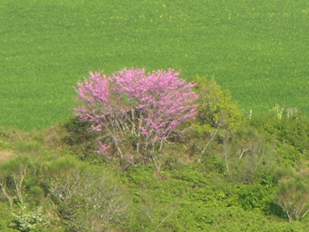 La natura dosa i suoi colori...