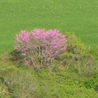 La natura dosa i suoi colori...