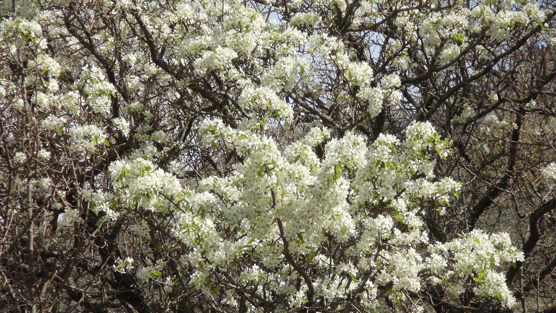 La natura felice