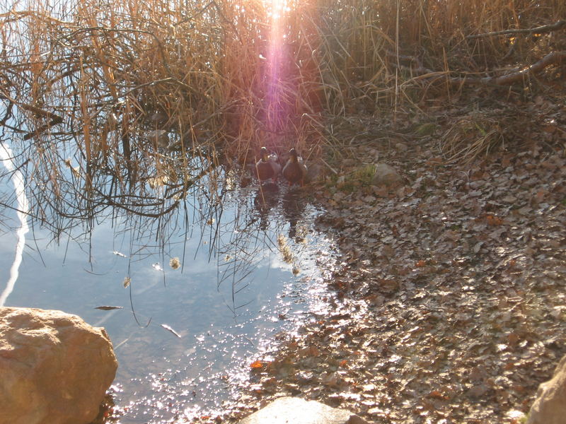 LA NATURA IN POSA